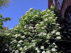 Sambucus nigra, Holunder dfsdf