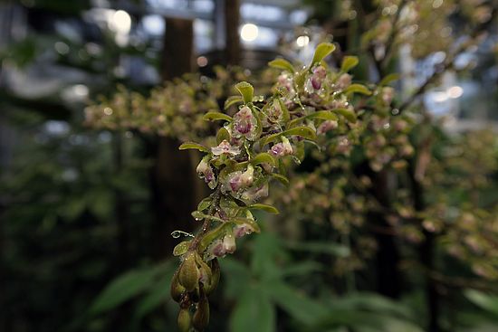 Epidendrum goodspeedianum dsfs