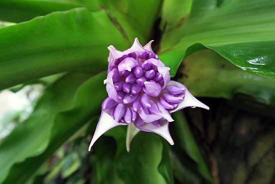 Cochliostema odoratissimum, duftender Schneckenfaden dsfsd