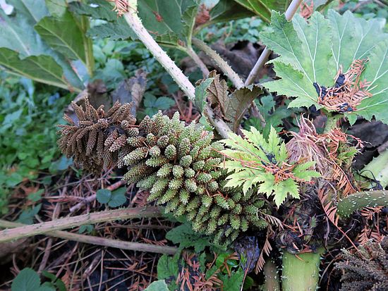 Gunnera manicata, Mammutblatt dsfsd