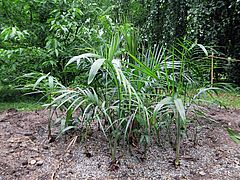 Chamaedorea radicalis, Bergpalme dfdf