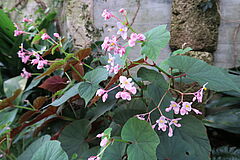 Begonia grandis, Knollen-Begonie sdfsdf