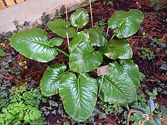 Cardiocrinum giganteum, Riesenlilie reer