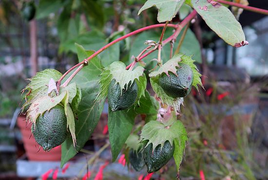 Gossypium herbaceum ff