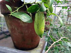 Microcitrus australasica, Kaviar-Limette dsfdfs