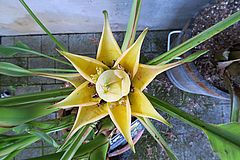 Musella lasiocarpa, Zwergbanane cxv