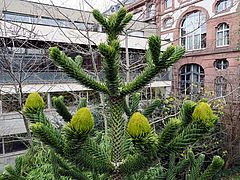 Araucaria araucana, Chilenische Araucarie sdfdsf