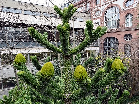 Araucaria araucana, Chilenische Araucarie sdfdsf
