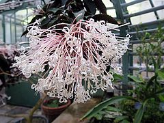 Clerodendrum quadriloculare, Feuerwerkspflanze dfgd