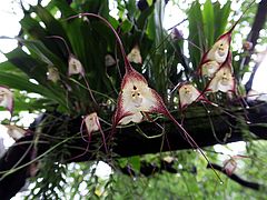 Dracula cordobae vxcv