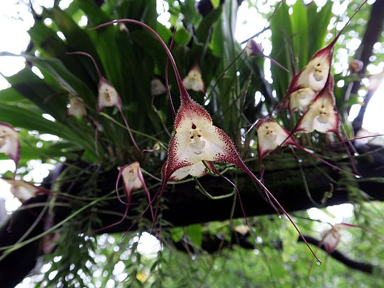 Dracula cordobae vxcv