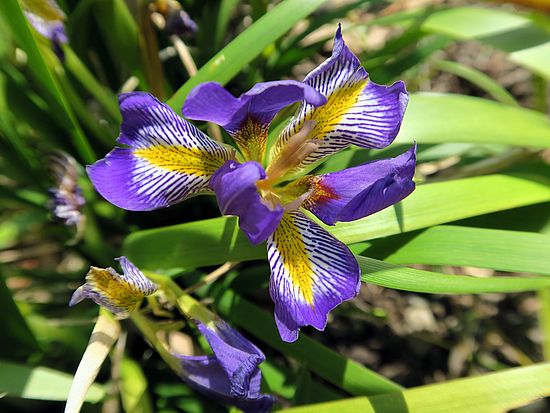 Iris lazica, Lazistan-Iris erer