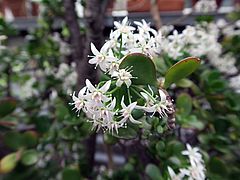 Crassula ovata, Geldbaum ssdf
