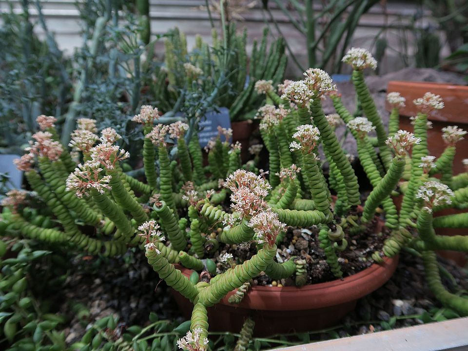 Crassula rupestris, Felsen-Dickblatt fbdfgd