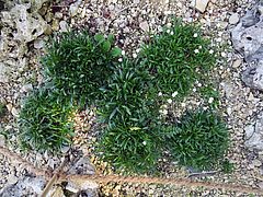 Silene alpestris, Alpen-Leinkraut df