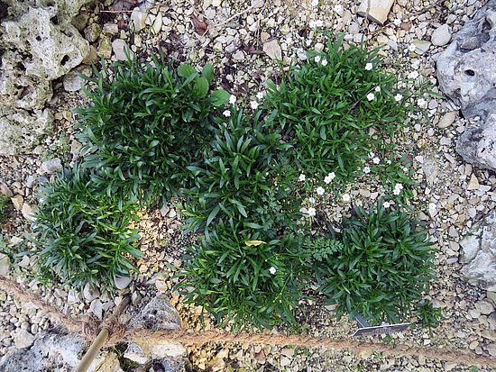Silene alpestris, Alpen-Leinkraut df