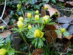 Eranthis hyemalis, Winterling sdfsd