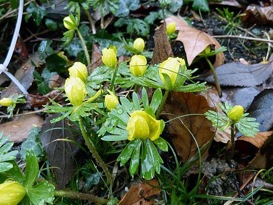 Eranthis hyemalis, Winterling sdfsd