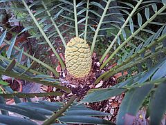 Brotpalmfarn 