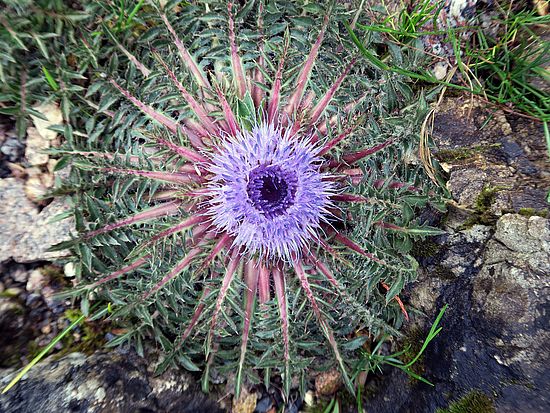 Carthamus rhaponticoides, Atlas-Distel dfgd