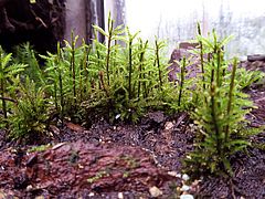 Climatium dendroides, Bäumchen-Leitermoos dfafs