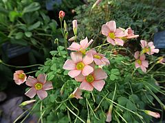 Oxalis obtusa, Südafrikanischer Sauerklee dfsdf
