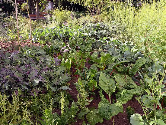 Gemüse-Hügel: Spinat, Krautstiel, Kohlrabi, Federkohl, Radieschen, Kopfsalat usw. öäö