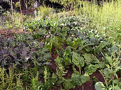 Gemüse-Hügel: Spinat, Krautstiel, Kohlrabi, Federkohl, Radieschen, Kopfsalat usw. öäö
