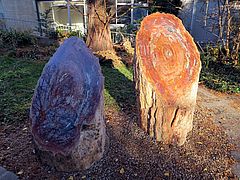 Araucarioxylon sp., versteinerte Araucarienstämme dfdf