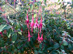 Fuchsia magellanica var. gracilis, Scharlach-Fuchsie dfsdf