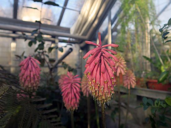 Veltheimia capensis, Kaplilie sdfsd