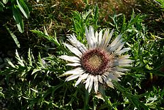 Carlina acaulis (Silberdistel)