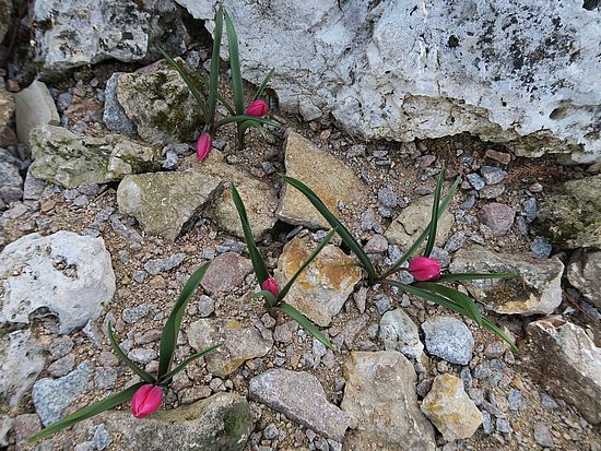 Tulipa humilis var. violacea, Krokustulpe sdf