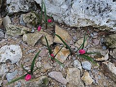 Tulipa humilis var. violacea, Krokustulpe sdf