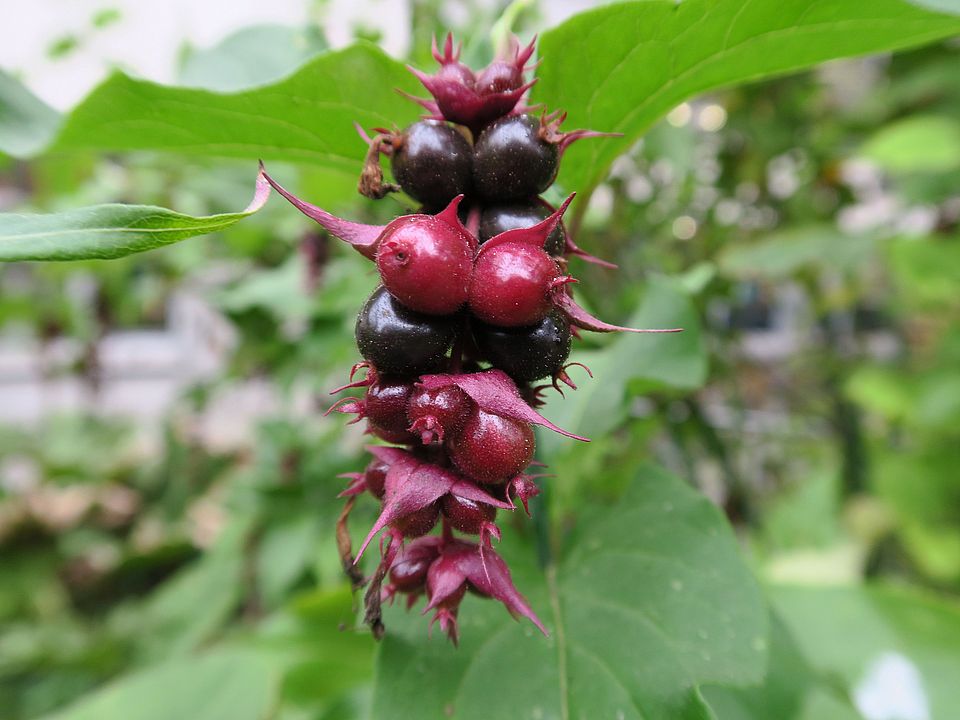 Leycesteria formosa, Karamelbeere dfg