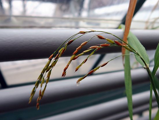 Oryza sativa, Reis ghfh