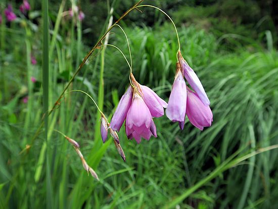 Dierama pulcherrimum, Trichterschwertel sc
