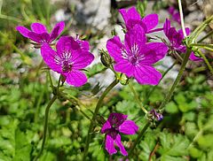 Erodium manescavii