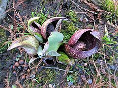 Symplocarpus foetidus, Stinkkohl sdf