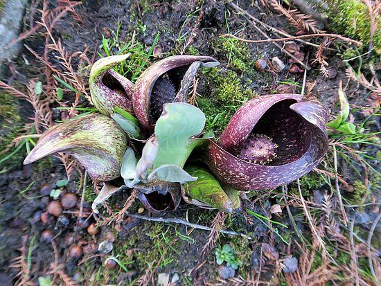 Symplocarpus foetidus, Stinkkohl sdf
