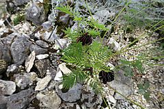 Desmanthus illinoensis, Präriemimose dffd