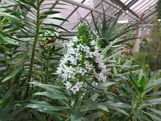 Echium virescens, grünbläulicher Natternkopf sdfsf