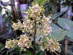 Epidendrum goodspeedianum dfsd