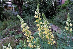 Lupinus arboreus, Strauch-Lupinie dfgdfg