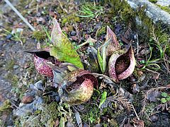 Symplocarpus foetidus, Stinkkohl sdfsdf