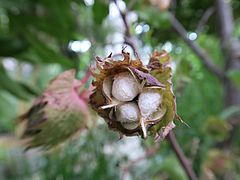 Gossypium herbaceum, Baumwolle sdfsadf