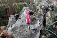 Tulipa clusiana, Damen-Tulpe dfgdf