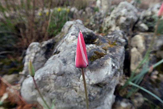 Tulipa clusiana, Damen-Tulpe dfgdf