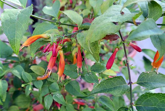 Halleria lucida vbvb