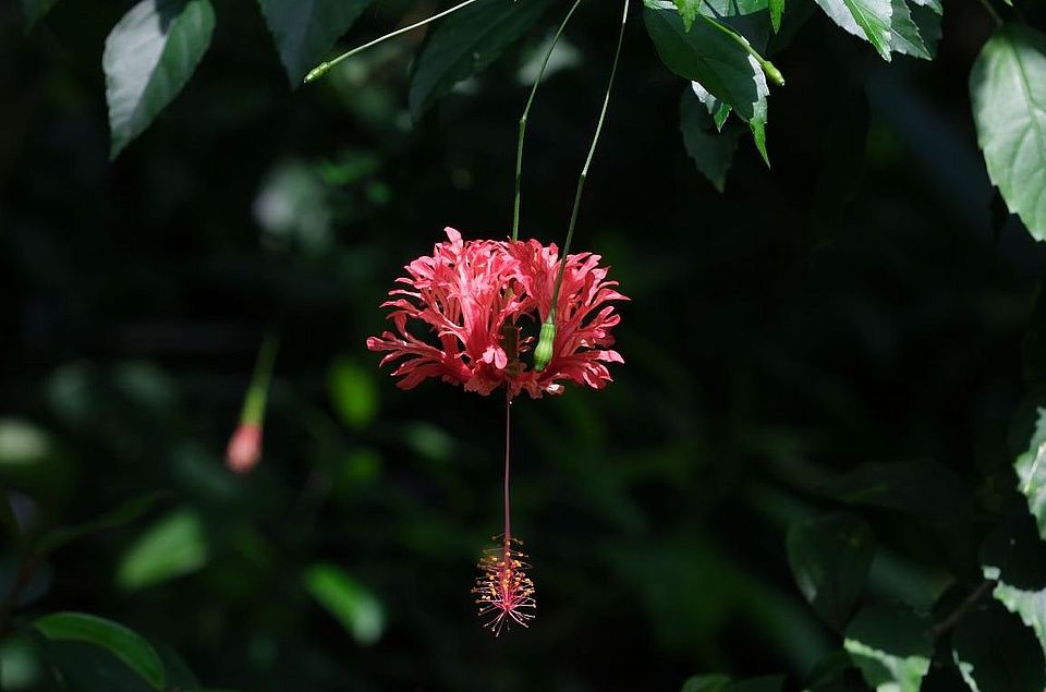 schizopetalus 